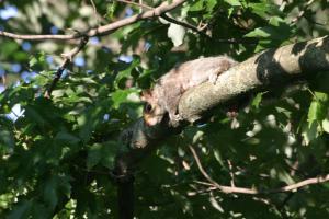 <img300*0:stuff/z/169023/Squirrel.1/i1276202383_10.jpg>