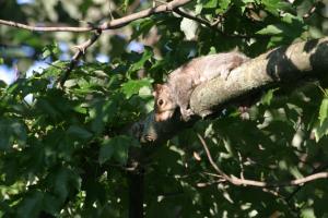 <img300*0:stuff/z/169023/Squirrel.1/i1276202383_11.jpg>