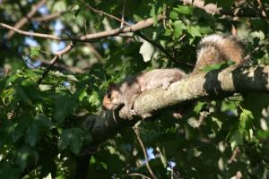 <img300*0:stuff/z/169023/Squirrel.1/i1276202383_2.jpg>