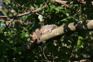 <img300*0:stuff/z/169023/Squirrel.1/i1276202383_3.jpg>