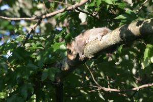 <img300*0:stuff/z/169023/Squirrel.1/i1276202383_4.jpg>
