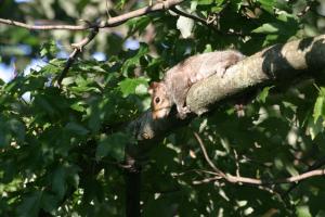 <img300*0:stuff/z/169023/Squirrel.1/i1276202383_5.jpg>