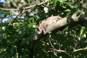 <img300*0:stuff/z/169023/Squirrel.1/i1276202383_6.jpg>