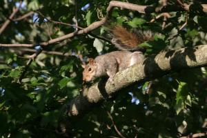 <img300*0:stuff/z/169023/Squirrel.1/i1276202383_7.jpg>