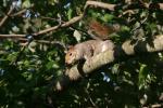 Squirrel.1