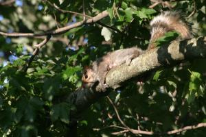 <img300*0:stuff/z/169023/Squirrel.1/i1276202383_8.jpg>