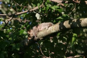 <img300*0:stuff/z/169023/Squirrel.1/i1276202383_9.jpg>