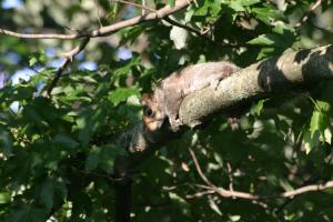<img300*0:stuff/z/169023/Squirrel.1/i1276202384_12.jpg>