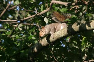 <img300*0:stuff/z/169023/Squirrel.1/i1276202384_13.jpg>