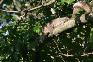 <img300*0:stuff/z/169023/Squirrel.1/i1276202384_14.jpg>