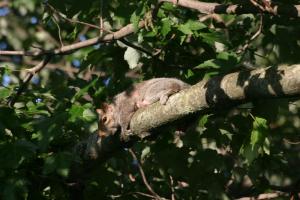 <img300*0:stuff/z/169023/Squirrel.1/i1276202384_15.jpg>