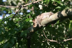 <img300*0:stuff/z/169023/Squirrel.1/i1276202384_16.jpg>