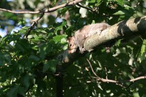 <img300*0:stuff/z/169023/Squirrel.1/i1276202384_17.jpg>