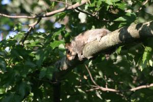 <img300*0:stuff/z/169023/Squirrel.1/i1276202384_18.jpg>