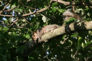 <img300*0:stuff/z/169023/Squirrel.1/i1276202384_19.jpg>