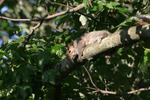 <img300*0:stuff/z/169023/Squirrel.1/i1276202384_20.jpg>