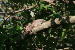 <img300*0:stuff/z/169023/Squirrel.1/i1276202384_21.jpg>