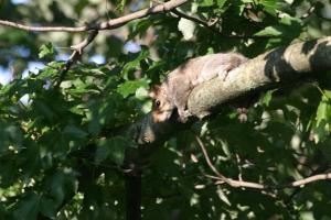 <img300*0:stuff/z/169023/Squirrel.1/i1276202384_22.jpg>