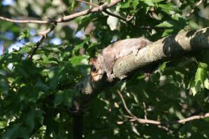<img300*0:stuff/z/169023/Squirrel.1/i1276202385_23.jpg>