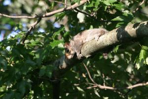 <img300*0:stuff/z/169023/Squirrel.1/i1276202385_24.jpg>