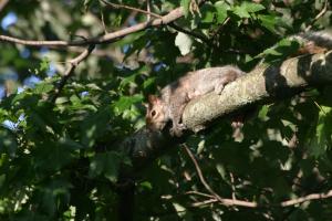 <img300*0:stuff/z/169023/Squirrel.1/i1276202385_25.jpg>