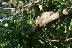 <img300*0:stuff/z/169023/Squirrel.1/i1276202385_26.jpg>