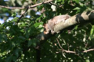 <img300*0:stuff/z/169023/Squirrel.1/i1276202385_27.jpg>