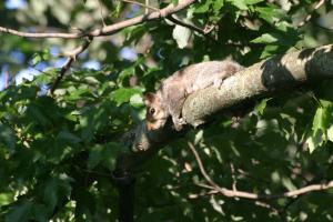 <img300*0:stuff/z/169023/Squirrel.1/i1276202385_28.jpg>