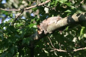 <img300*0:stuff/z/169023/Squirrel.1/i1276202385_29.jpg>
