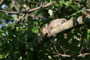 <img300*0:stuff/z/169023/Squirrel.1/i1276202385_30.jpg>