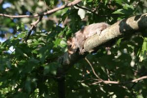 <img300*0:stuff/z/169023/Squirrel.1/i1276202385_31.jpg>