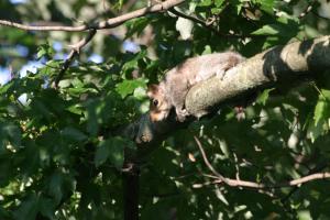 <img300*0:stuff/z/169023/Squirrel.1/i1276202385_32.jpg>