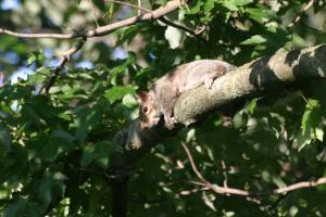 <img300*0:stuff/z/169023/Squirrel.1/i1276202385_33.jpg>