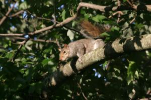 <img300*0:stuff/z/169023/Squirrel.1/i1276202386_34.jpg>