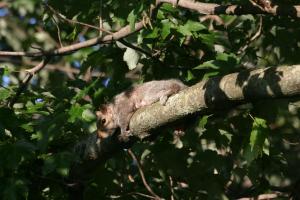 <img300*0:stuff/z/169023/Squirrel.1/i1276202386_35.jpg>