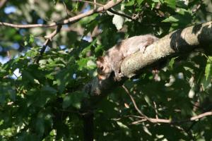 <img300*0:stuff/z/169023/Squirrel.1/i1276202386_36.jpg>
