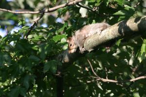 <img300*0:stuff/z/169023/Squirrel.1/i1276202386_37.jpg>