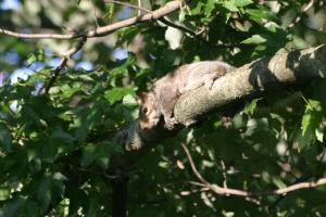 <img300*0:stuff/z/169023/Squirrel.1/i1276202386_38.jpg>