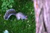<img100*0:stuff/z/169023/Squirrel.2/i1277160853_1.jpg>