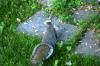 <img100*0:stuff/z/169023/Squirrel.2/i1277160853_2.jpg>