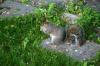 <img100*0:stuff/z/169023/Squirrel.2/i1277160853_3.jpg>
