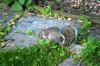 <img100*0:stuff/z/169023/Squirrel.2/i1277160853_4.jpg>