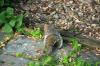 <img100*0:stuff/z/169023/Squirrel.2/i1277160853_5.jpg>