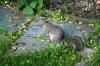 <img100*0:stuff/z/169023/Squirrel.2/i1277160854_10.jpg>