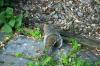 <img100*0:stuff/z/169023/Squirrel.2/i1277160854_11.jpg>