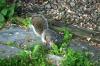 <img100*0:stuff/z/169023/Squirrel.2/i1277160854_12.jpg>