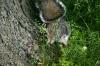 <img100*0:stuff/z/169023/Squirrel.2/i1277160854_13.jpg>