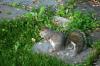 <img100*0:stuff/z/169023/Squirrel.2/i1277160854_14.jpg>