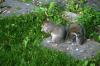 <img100*0:stuff/z/169023/Squirrel.2/i1277160854_15.jpg>