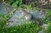 <img100*0:stuff/z/169023/Squirrel.2/i1277160854_16.jpg>